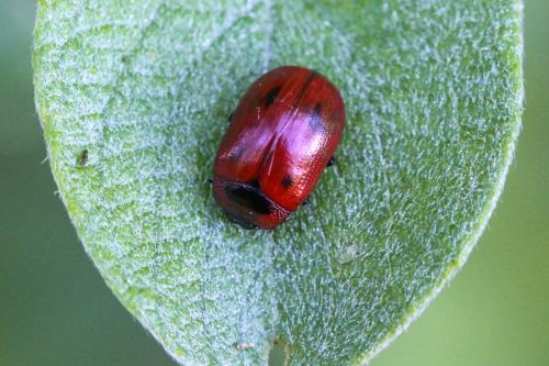 Gonioctena viminalis